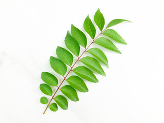 Curry leaves isolated on a white background