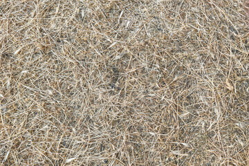The texture of the mown young dry grass.