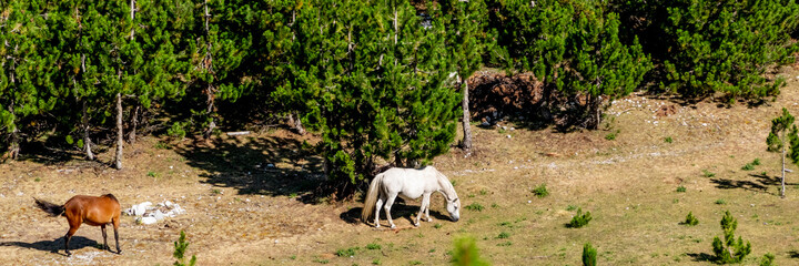 Free horses grazing in the nature. Horse pasture in the forest