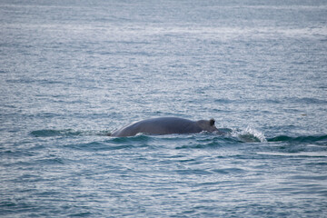 Fototapeta premium pair of dolphins