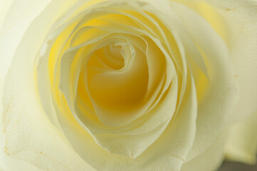 Beautiful soft fresh white rose close up.