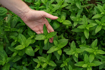 Woman hand close up touching fresh organic mint in the garden. Healthy food and life concept