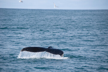 Fototapeta premium humpback tail