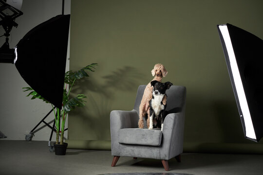 two dogs on the chair. Border collie and poodle indoors in a professional photo studio