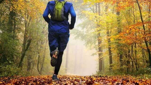 Runner in a magnificent colorful autumn forest with deciduous trees, fog and falling leaves. Running away from the camera into a natural arch of trees
