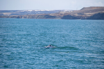 Fototapeta premium surfing in the sea