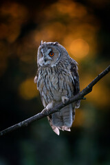 Beautiful The long-eared owls (Asio otus) sitting in a tree at sunset. Bokeh background. Noord Brabant in the Netherlands.                          