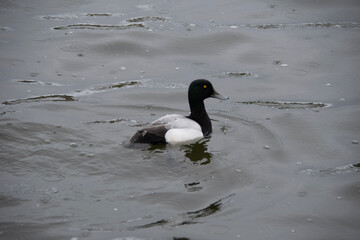 ducks on the water