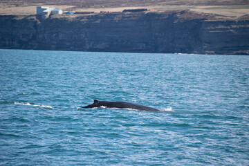 Fototapeta premium dolphin in the water