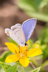 Short-tailed blue Butterfly or tailed Cupid - Cupido argiades - on green and gold - Chrysogonum virginianum.