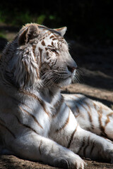 Tigre blanc
White tiger
