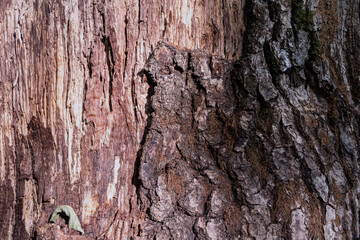 tree texture close up view, empty  background
