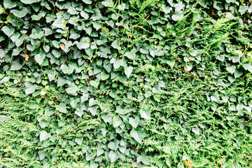 Fototapeta na wymiar Grey brick wall with plants around
