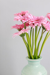 Pink gerbera flowers in blue ceramic vase, white background