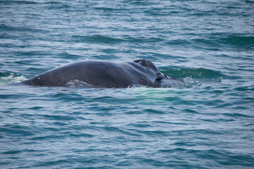 Obraz premium dolphin in the water