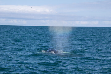 diving in the sea