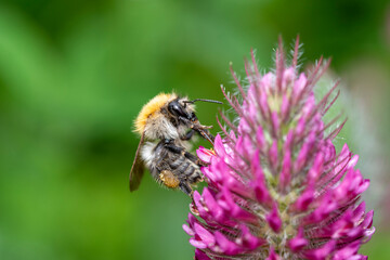 Common carder bee - Bombus pascuorum - pollinates Trifolium rubens