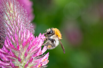 Common carder bee - Bombus pascuorum - pollinates Trifolium rubens