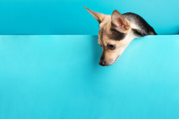 small dog on a mock up for text, puppy terrier looks out from a blue background,pet with a copy...