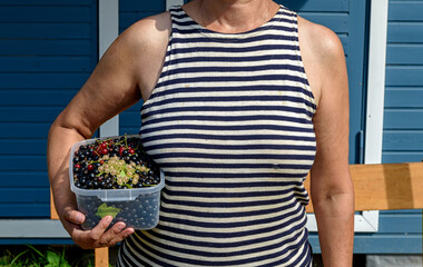 Currant is collected in a plastic container in the hands of a woman, a girl in a sea vest. Mix of black, red and yellow currants.