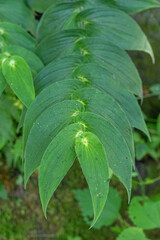 緑豊かな、夏のくりはま花の国