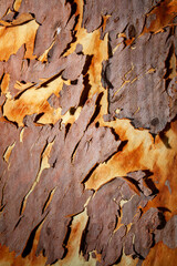 scribbly bark