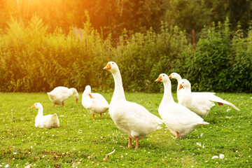 Flock of geese on a green meadow,farm birds walking on the lawn, nibbling grass