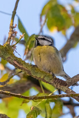 blue tit perched on a tree branch