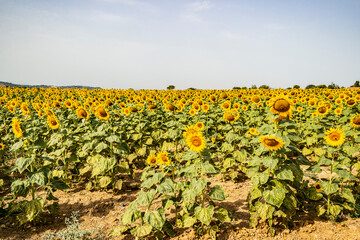 Fototapeta na wymiar Sunflower flower plantation in the Marche region - Italy