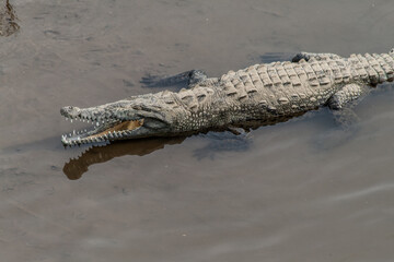 alligator from above