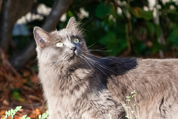 Obraz premium cat in a park, against the light