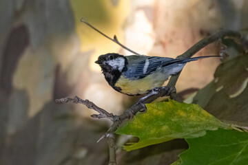 great tit perched on a tree branch
