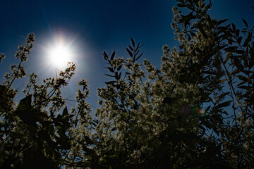 Echinocystis lobata or Wild Cucumber with bright sun flare and blue sky in the background