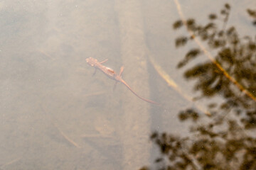 floating salamander