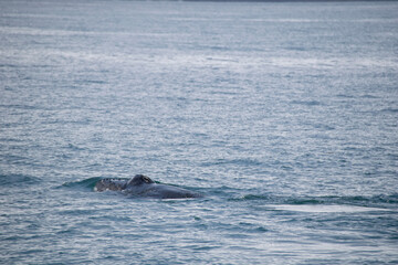 Naklejka premium alligator in the water