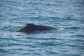Fototapeta premium dolphin in the water