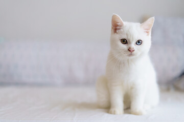 Fototapeta na wymiar portrait of Cute white cat british shorthair kitten looking at camera on bed. Domestic animal. Looking at copy-space. Banner