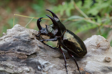Main habitat in oil palm plantation. Malaysian Three Horned Rhinoceros Beetle. Deem a serious...