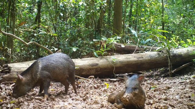 wild animal in the rainforest . peccary. peru