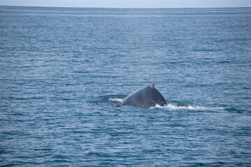 Fototapeta premium dolphin in the water