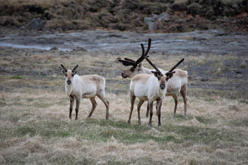 antelope in the wild