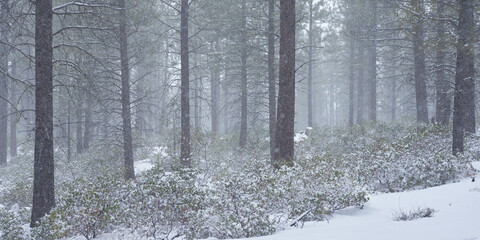 Snowfall in the winter forest in central Oregon.
