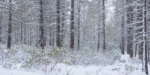 Fototapeta premium Winter panorama of the forest in central Oregon.