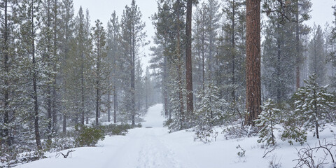 Snowy road during snowfall in the winter forest in central Oregon.