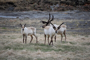 antelope in the wild