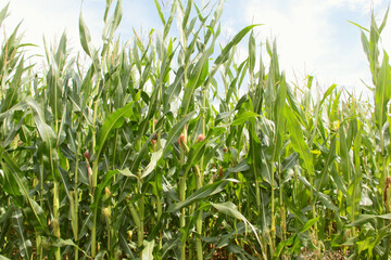 Obraz premium Maisfeld