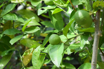 Green lime plant ready to harvest