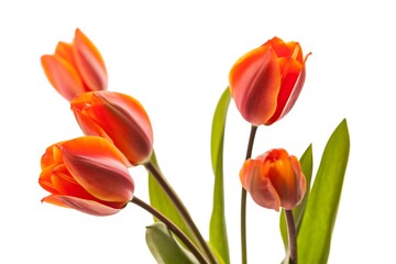 Fototapeta premium beautiful natural bunch of flower tulips