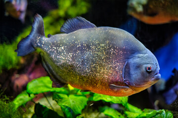 Red-bellied piranha red piranha - 451187508