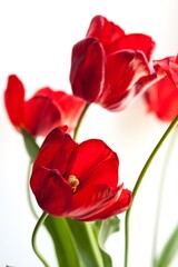 beautiful natural bunch of flower tulips